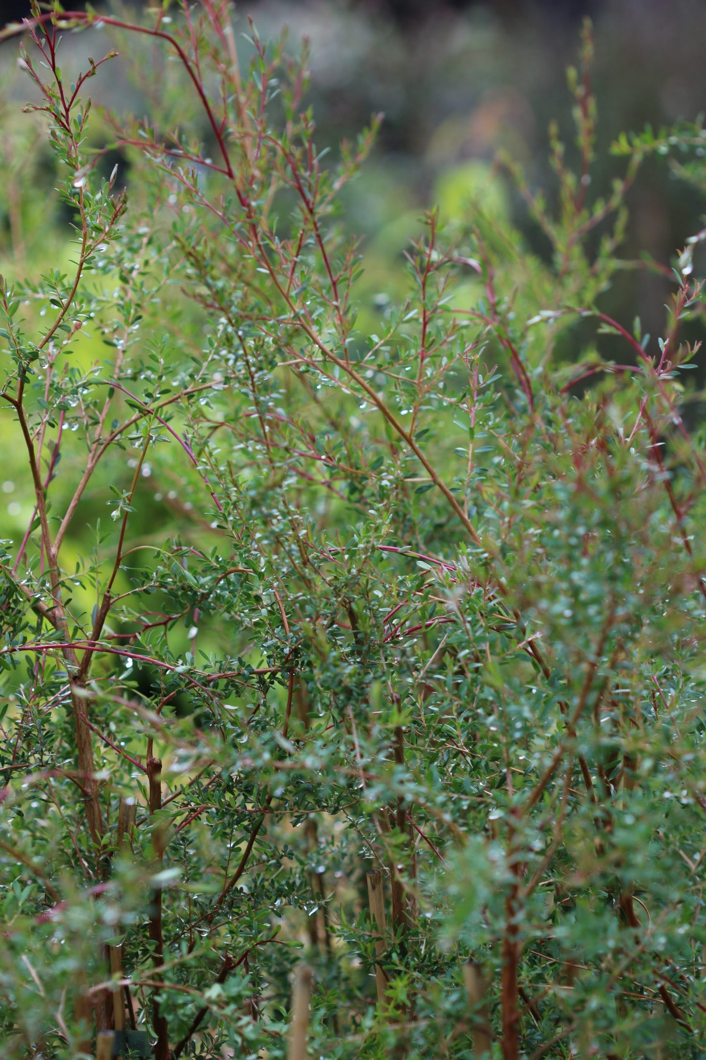 Tantoon, Jelly Bush Leptospermum polygalifolium