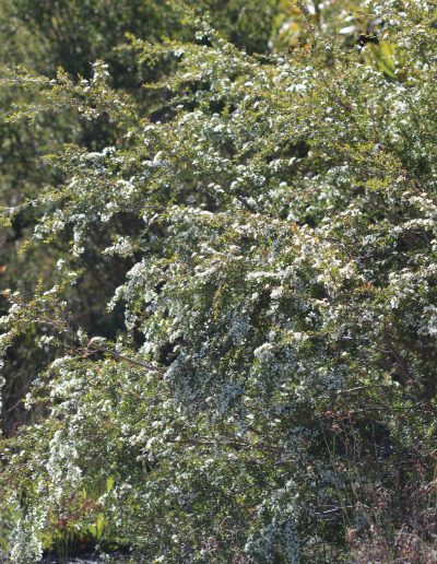 Tantoon, Jelly Bush Leptospermum polygalifolium