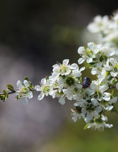 Tantoon, Jelly Bush Leptospermum polygalifolium